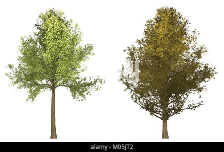 Set di 2 verdi alberi di gingko vettori Illustrazione Vettoriale
