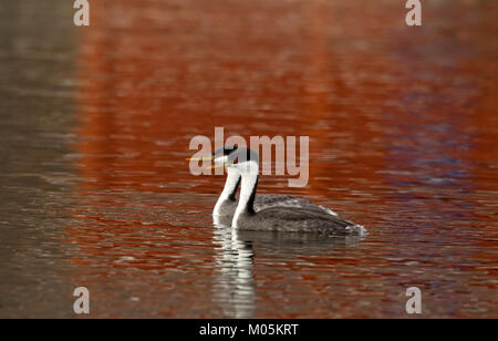 Western svassi coppia Foto Stock