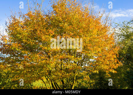 Fogliame di autunno su fern-leafed faggio in un giardino inglese Foto Stock