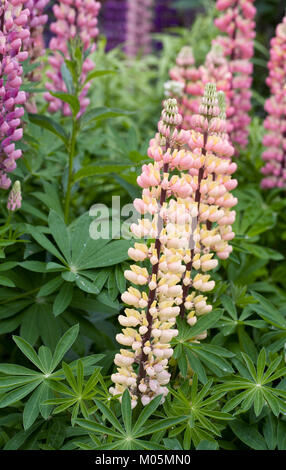 Lupinus. I lupini in giardino. Foto Stock