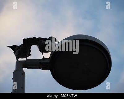 Due corvi sono in piedi su una lampada da strada in serata con lo sfondo del cielo. Foto Stock