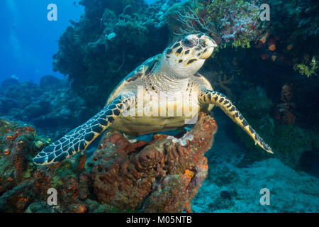 Appollaiato tartaruga embricata Foto Stock