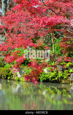 Alberi di acero con un laghetto in autunno in foresta Arashiyama, Giappone. Foto Stock