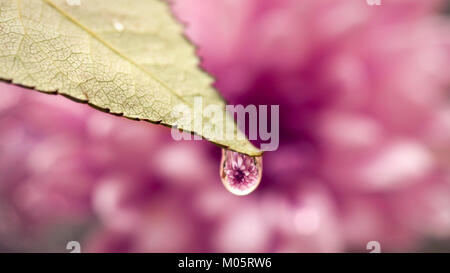 Goccia di rugiada su una foglia con fiore riflessione / rifrazione all'interno da uno sfondo viola Foto Stock