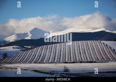 La Rioja, Spagna. 10/1/18 vigneti vicino Badarán, La Rioja, Spagna, dopo la nevicata. Il monte San Lorenzo, di La Rioja è la montagna più alta è in background. Foto Stock