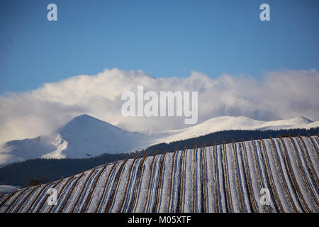 La Rioja, Spagna. 10/1/18 vigneti vicino Badarán, La Rioja, Spagna, dopo la nevicata. Il monte San Lorenzo, di La Rioja è la montagna più alta è in background. Foto Stock