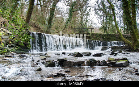 Il flusso di alimentazione del vecchio stewpond e weir a Cotehele in Cornovaglia scorre giù per il fiume Tamar Foto Stock