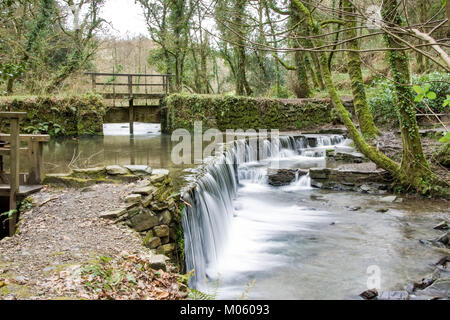 Il flusso di alimentazione del vecchio stewpond e weir a Cotehele in Cornovaglia scorre giù per il fiume Tamar Foto Stock