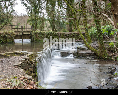 Il flusso di alimentazione del vecchio stewpond e weir a Cotehele in Cornovaglia scorre giù per il fiume Tamar Foto Stock