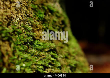 Dettaglio e abstract di close-up di muschio verde nei boschi contro uno sfondo scuro Foto Stock