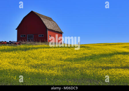 Fienile - Palouse - Stato di Washington Foto Stock