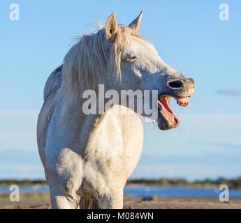 Divertente ritratto di un cavallo di ridere. Camargue white horse sbadigli, guardando come egli è di ridere. Close up ritratto. Foto Stock