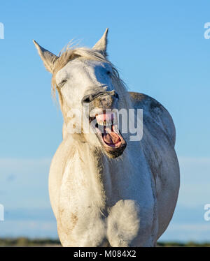 Divertente ritratto di un cavallo di ridere. Camargue white horse sbadigli, guardando come egli è di ridere. Close up ritratto. Foto Stock