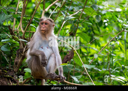 Curioso di scimmia indiano Foto Stock