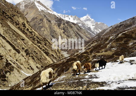 Yak in himalaya nepalese Foto Stock