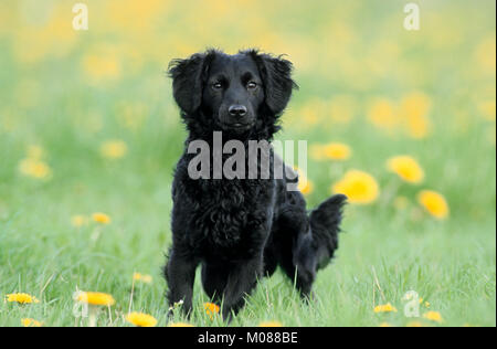 Razza cane sul prato | Mischlingshund auf Wiese Foto Stock
