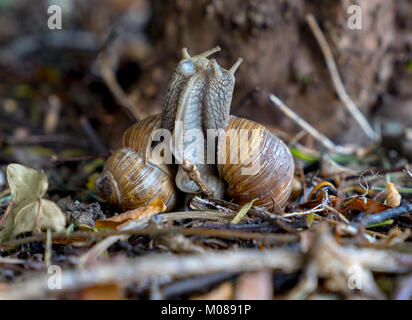 Vigneto di lumache durante l'accoppiamento. (Helix pomatia). Foto Stock