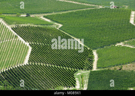 Vigneti vista aerea in una giornata di sole in Piemonte, Italia Foto Stock