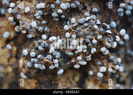 Melma bianca stampo, Physarum leucopus Foto Stock