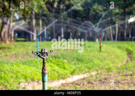 Le testine sprinkler e sprink acqua sul fondo. Foto Stock