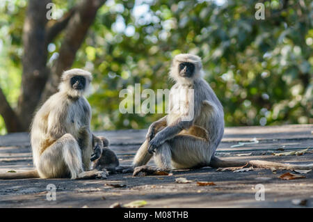 Grigio o langurs Hanuman langurs famiglia presso i Ghati Occidentali, India. ( Presbytis entellus ) Foto Stock