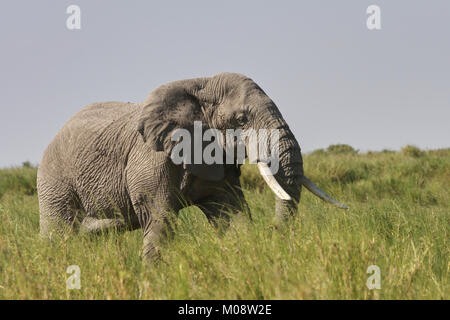 Grande maschio dell' elefante africano (Loxodonta africana) di estensione attraverso l'erba lunga. Ambosel. Kenya. Foto Stock