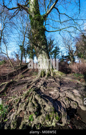 Antico albero di Abington Park, Northampton durante l inverno Foto Stock