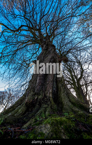 Antico albero di Abington Park, Northampton durante l inverno Foto Stock