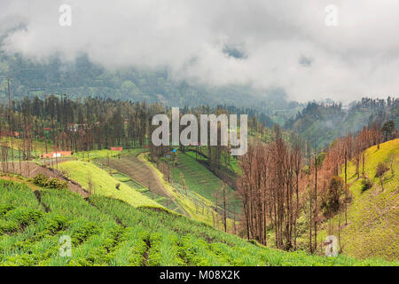 Misty fluente attraverso il villaggio di mattina presto come il sorgere del sole, bromo, Indonesia Foto Stock