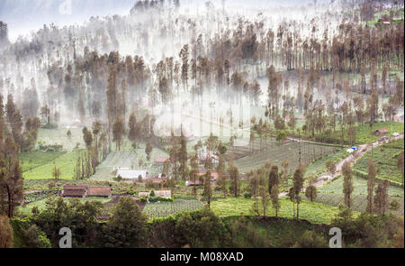 Misty fluente attraverso il villaggio di mattina presto come il sorgere del sole, bromo, Indonesia Foto Stock