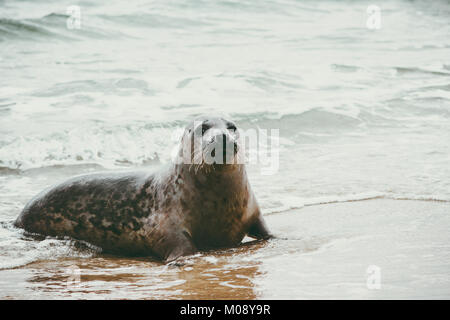 La guarnizione funny graziosi animali relax sulla spiaggia di sabbia in Danimarca Phoca vitulina Ecologia della fauna selvatica il concetto di protezione sealife della Scandinavia Foto Stock