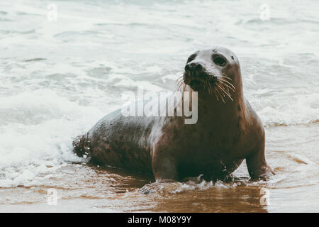 La tenuta di animali divertenti su Grenen mare in Danimarca Phoca vitulina Ecologia della fauna selvatica il concetto di protezione di sealife artico Foto Stock