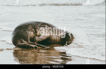 Guarnizione animale divertente rilassante sul mare in Danimarca Phoca vitulina ecologia il concetto di protezione faunistica scandinavo Foto Stock