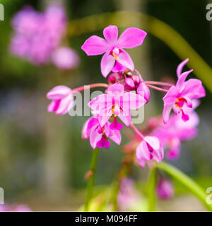 Orchidee tropicali in Soroa Cuba Foto Stock