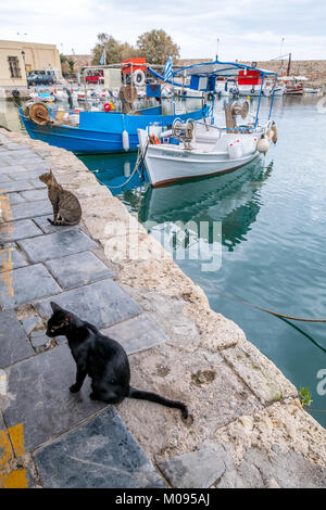 Gatti presso il molo del porto veneziano di Rethymno, peschereccio, barche da pesca, Europa, Creta, Grecia, ,, Rethimno, Europa, Creta, Grecia, viaggi turiste Foto Stock