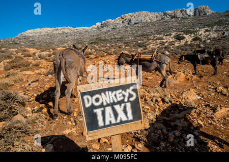 Donkey Taxi, asino taxi nei pressi di Balos Beach, penisola di Gramvoussa, Creta, Grecia, Europa, Chania, Europa, Creta, Grecia, GR, viaggi, turismo, destinatio Foto Stock