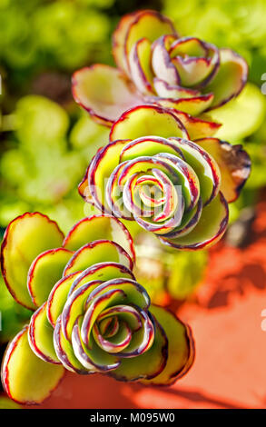 Piante succulente a Soroa Giardini Botanici a Cuba Foto Stock