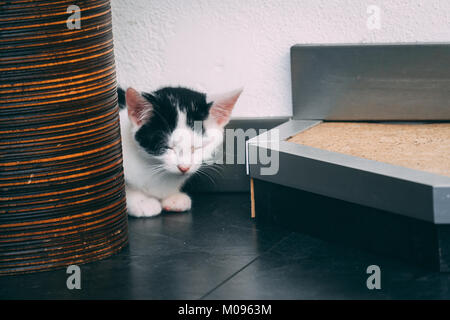 Piccolo gattino addormentarsi sul pavimento Foto Stock