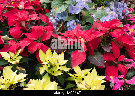 Fiore di natale. rosso poinsettia fioritura nel parco ortensie blu in giardino. fiore fresco Foto Stock