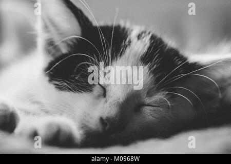 Poco carino gattino dorme B&W Foto Stock