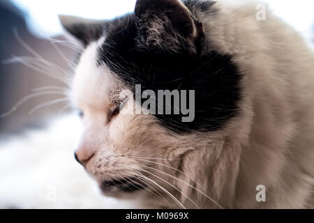 Bianco e nero cat con protagonista sul pavimento Foto Stock