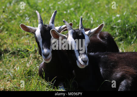 Due giovani identico capre seduto in un campo verde, cape clear, wild atlantic modo, County Cork, Irlanda Foto Stock