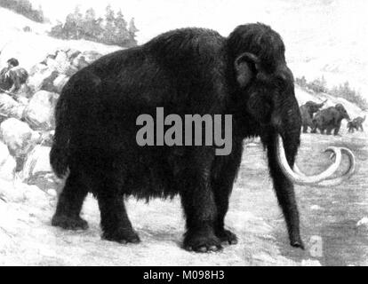 Mammut lanosi (Mammuthus primigenius), un 1915 illustrazione. Foto Stock