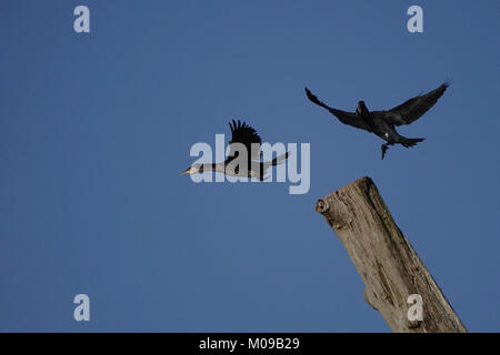 La Waverley Lane, Farnham. 19 gennaio 2018. Il freddo ma soleggiato condizioni su Home Counties oggi. Wildfowl godendo il sole all Abbazia di Waverley vicino a Farnham in Surrey. Credito: James jagger/Alamy Live News Foto Stock