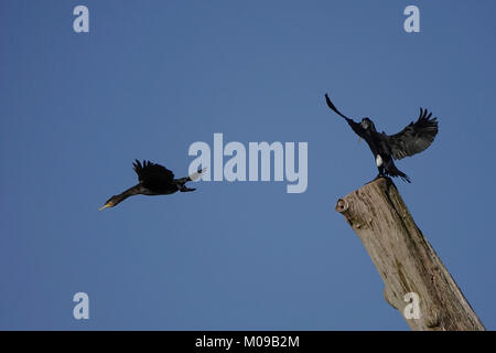 La Waverley Lane, Farnham. 19 gennaio 2018. Il freddo ma soleggiato condizioni su Home Counties oggi. Wildfowl godendo il sole all Abbazia di Waverley vicino a Farnham in Surrey. Credito: James jagger/Alamy Live News Foto Stock