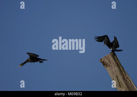 La Waverley Lane, Farnham. 19 gennaio 2018. Il freddo ma soleggiato condizioni su Home Counties oggi. Wildfowl godendo il sole all Abbazia di Waverley vicino a Farnham in Surrey. Credito: James jagger/Alamy Live News Foto Stock