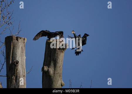 La Waverley Lane, Farnham. 19 gennaio 2018. Il freddo ma soleggiato condizioni su Home Counties oggi. Wildfowl godendo il sole all Abbazia di Waverley vicino a Farnham in Surrey. Credito: James jagger/Alamy Live News Foto Stock