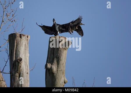 La Waverley Lane, Farnham. 19 gennaio 2018. Il freddo ma soleggiato condizioni su Home Counties oggi. Wildfowl godendo il sole all Abbazia di Waverley vicino a Farnham in Surrey. Credito: James jagger/Alamy Live News Foto Stock