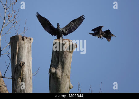 La Waverley Lane, Farnham. 19 gennaio 2018. Il freddo ma soleggiato condizioni su Home Counties oggi. Wildfowl godendo il sole all Abbazia di Waverley vicino a Farnham in Surrey. Credito: James jagger/Alamy Live News Foto Stock