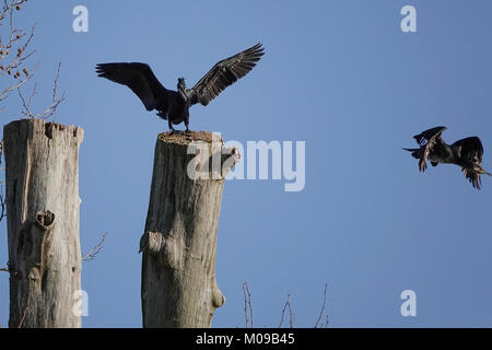 La Waverley Lane, Farnham. 19 gennaio 2018. Il freddo ma soleggiato condizioni su Home Counties oggi. Wildfowl godendo il sole all Abbazia di Waverley vicino a Farnham in Surrey. Credito: James jagger/Alamy Live News Foto Stock